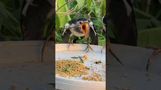 Birds For Cats 🐱 CAT TV Birds Sound #birds #shorts #shortsvideo #catstv #birdsforcatstowatch #cat