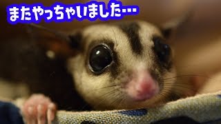 モモンガをベタ慣れさすための確実な方法＆ご報告