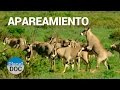 Apareamiento. Animales de Shaba | Naturaleza