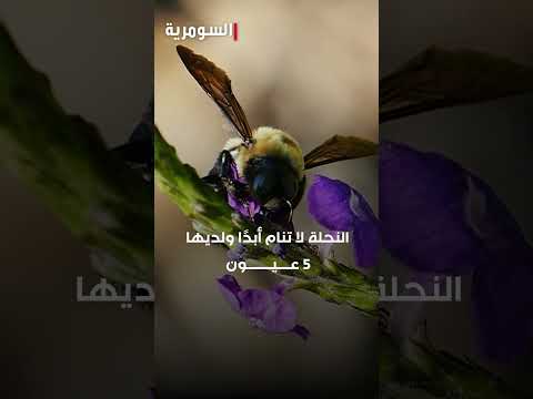 شاهد بالفيديو.. حقائق غريبة لا تعرفها عن النحل! #shorts