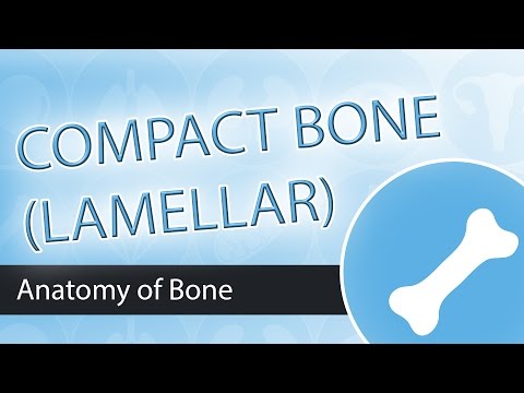 image-What is the function of the secondary lamellae?
