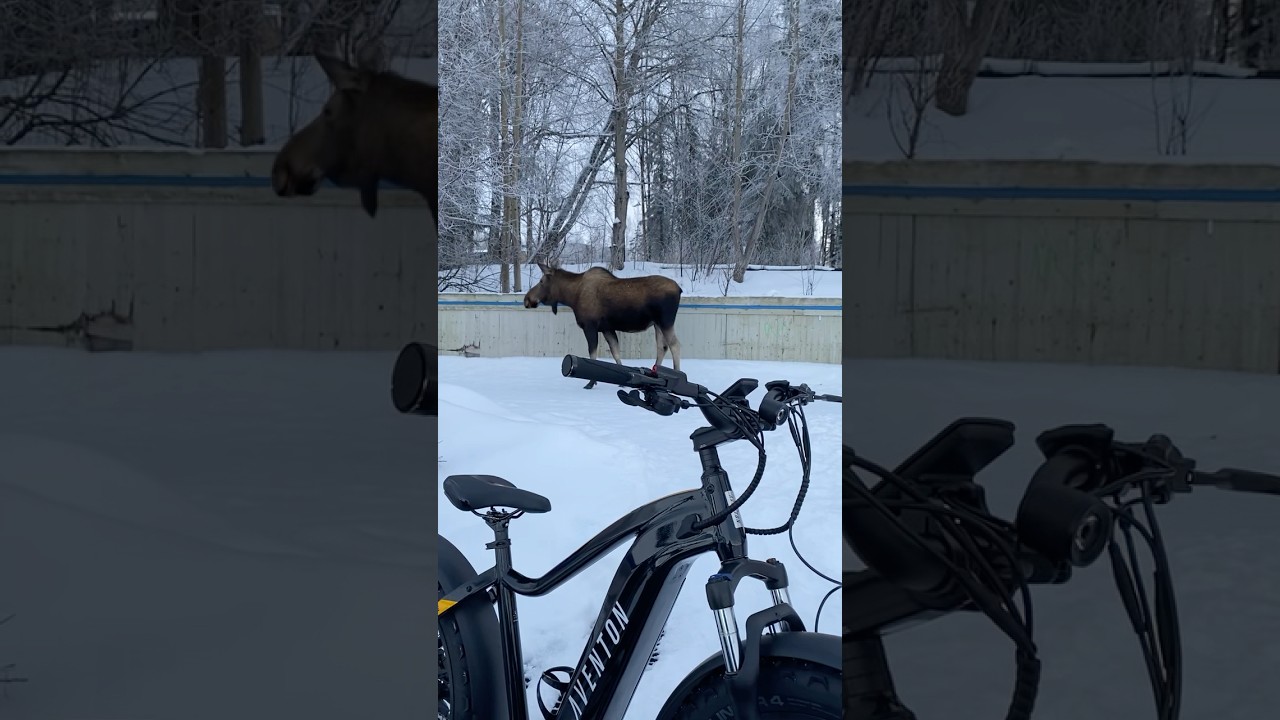 Biking the Anchorage coastal trail we encountered a female moose blocking the trail.￼