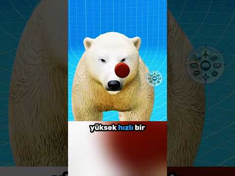 Ayı Kafatası Gerçekten Kurşun Geçirmez Mi? 🐻🔫💥