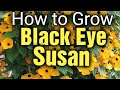 Sowing the Seeds of Beauty: A Beginner's Guide to Growing Black-Eyed Susans and Thunbergia Alata