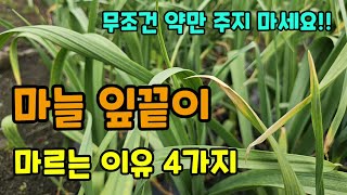 마늘 잎끝이 마르는 이유 4가지 잎끝마름 해결 방법 무조건 약만 주지 마세요 마늘병해충 마늘농사