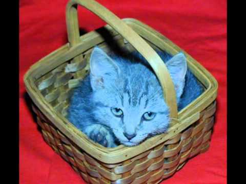 Jimmy Boyd & Gayla Peevey - Kitty In A Basket