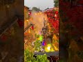 Krishna Bansuri Ringtone Bansuri Ringtone