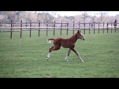 Hengstfohlen von Damaschino x Royal Classic