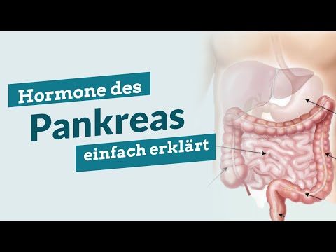 Hormone des Pankreas einfach erklärt: Somatostatin | Glucagon | Insulin | Pankreatische Polypeptid