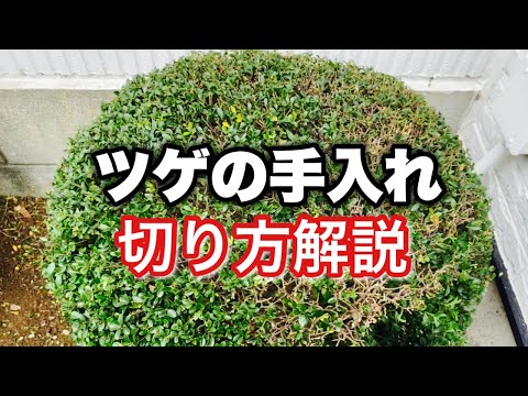 ツゲの木 植物