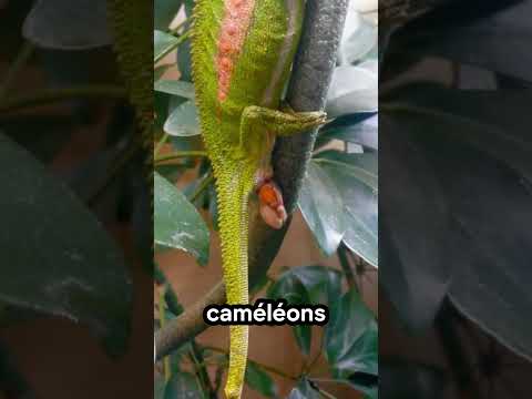 🦎 Tu n’as sûrement jamais vu ça dans la nature ! #animaux #nature #caméléon
