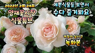 2022년 2월 24일 목요일  예쁜 식물들 보면서 수다즐겨봐요 #양재꽃시장 #식물튜브