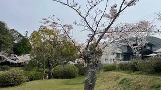 【下関市】住吉公園の桜