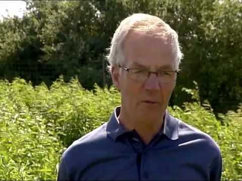 Salcia energetica 1/3