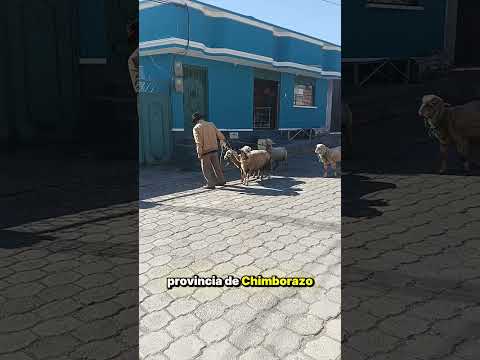 Guamote Chimborazo #Guamote#Chimborazo#Ecuador#TurismoEcuador#SierraEcuatoriana