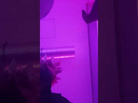 Arap Jashari per Bajram Krasniqi 2020