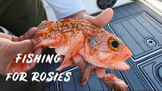 Fishing for Rosefish in Miami 2021 || deep drop fishing on a 39ft CONTENDER BOAT