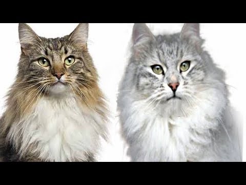 Maine Coon vs Siberian Cat - Difference Explained