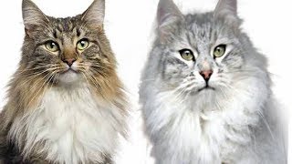 Maine Coon vs Siberian Cat - Difference Explained