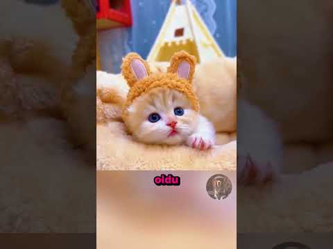 Kıza Doğum Gününde Bir Kedi Yavrusu Hediye Edildi! 🎂💖🐱