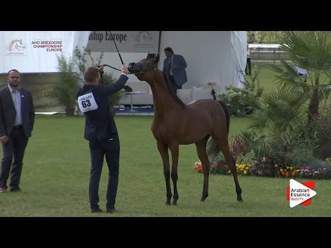 1st - N.63 AL PICASSO - Chantilly 2016 ABCE - Yearling Colts (Class 6B)