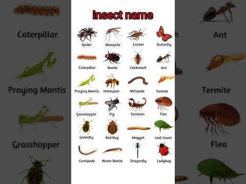 insect name#insectname #insects #spider#mosquito #cockroach #butterfly #ladybug#education#shorts.