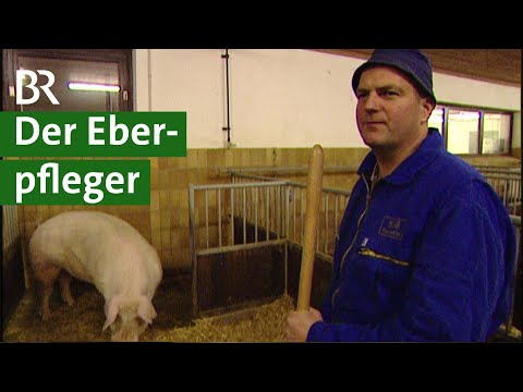 Arbeitsplatz Schweinestall: Eber pflegen für die Schweinezucht | Schweine Doku | Unser Land | BR