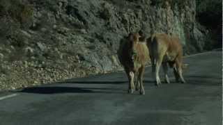 preview picture of video 'vacas en Boltaña'