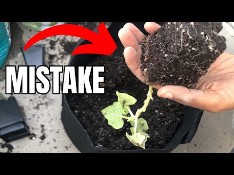 Transplanting Butternut Squash In The Garden | Mistakes to Avoid