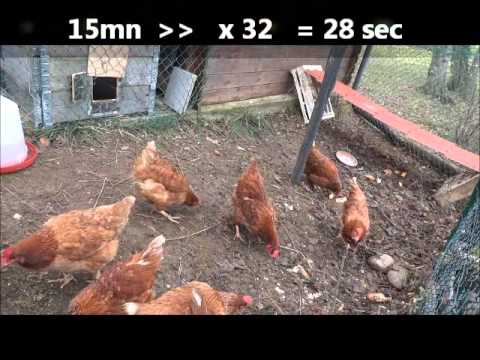 comment construire cage pour poules
