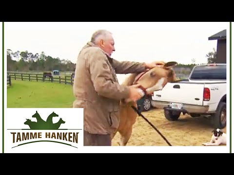 Pinched nerve: Mare Lucky has problems with her neck | Tamme Hanken | Kabel Eins