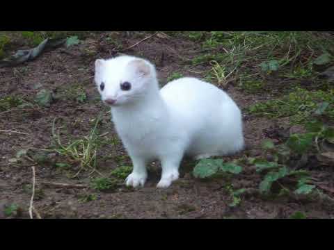 Ar chas doñv 'yelo de ouez: canción nacionalista bretona - Subtítulos en español y en bretón