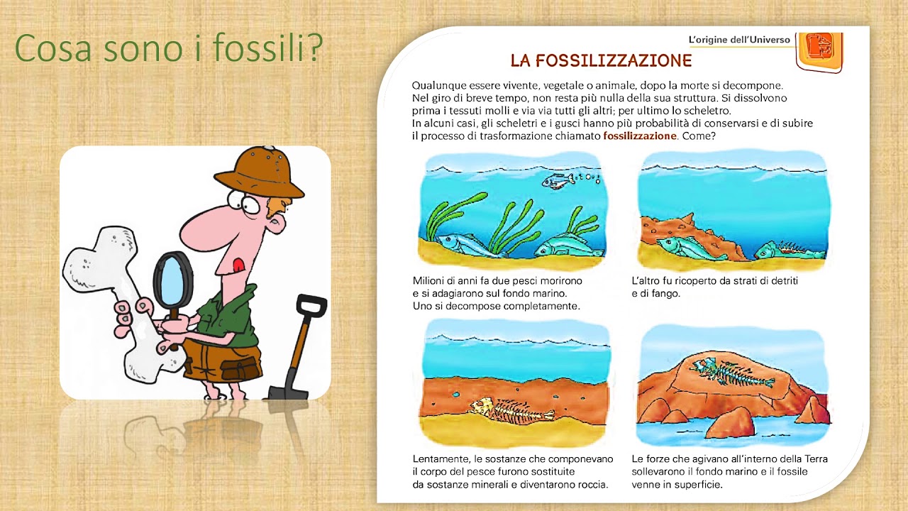 Le fonti e i fossili