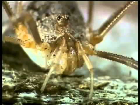 Aracnídeos: Aranhas, opiliões, escorpiões...