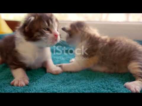 Catlovers#funny#dothingsyoudontwanttodo