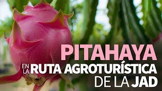 De paseo para conocer la pitahaya; JAD e IAD promueven cultivo y ecoturismo