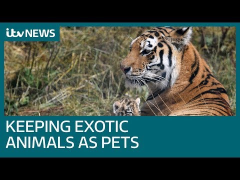 How do you get a licence to keep exotic pets? | ITV News
