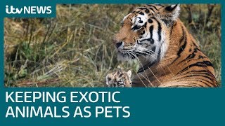 How do you get a licence to keep exotic pets?  ITV