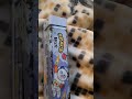 Mynwbus Shortvideo Statusvideo 327
