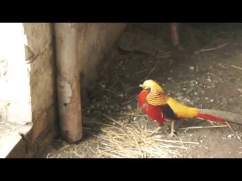 Bażant złoty - dziwne dzwięki