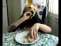 Eating dog (fighteros) - Známka: 1, váha: obrovská