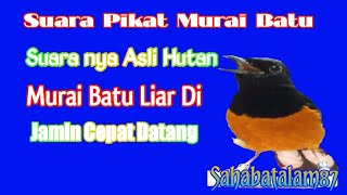 Download lagu Suara_Pikat_MURAI_BATU.__Suara_Asli_Hutan.__Murai_Batu_Liar_dijamin_Cepat_Datang#masteranmurai mp3