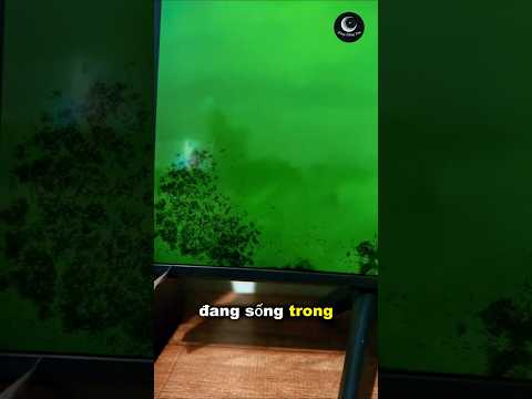 Cả đàn kiến làm tổ bên trong màn hình Tivi 🤯 #trangkhongtron