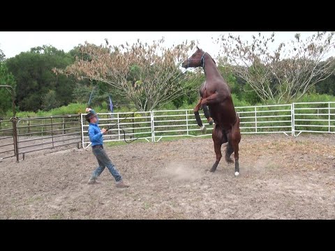 How to stop a horse from rearing