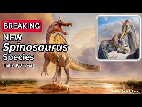 NEW Spinosaurus Species! S. mirabilis Enters the Chat