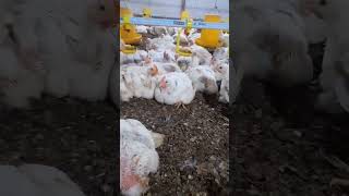 Download lagu ayam jantan bobot 2kg umur 33 hari mp3