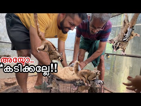 എന്തിനാ എല്ലാത്തിനേയും പിടിച്ച് കൊടുക്കുന്നെ!! | Sold all my Sugar Gliders BUT WHY? 
