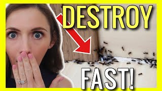 7 GENIUS Ways to Get Rid of Ants NOW!!! (3 Easy Steps) | Andrea Jean