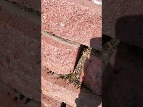 Palos Verde Tree Caterpillars #paloverdewebworm #pestcontrol #lasvegas