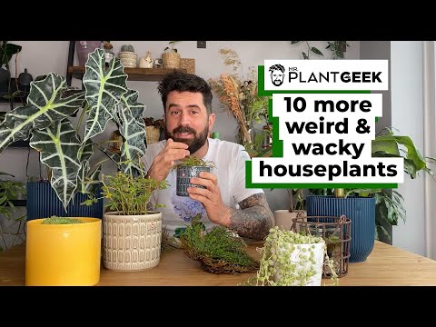 10 MORE Weird & Wacky Houseplants